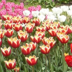Výstava tulipánů