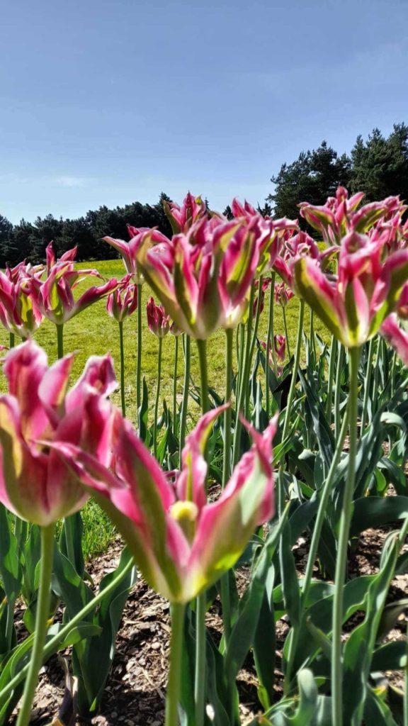 Výstava tulipánů 2024.
