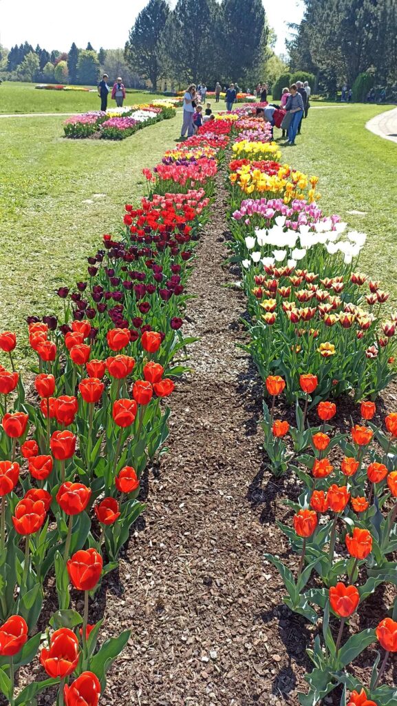 Tulipány 2025.