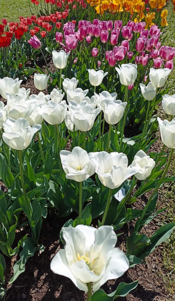 Tulipány 2025.